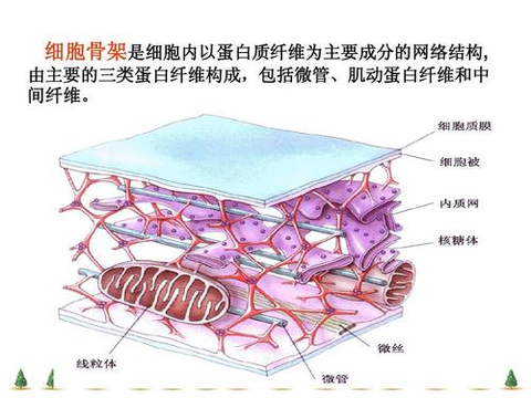 来自自然界的"高科技"材料&mdash;&mdash;研究人员发现细胞骨架的惊人特性