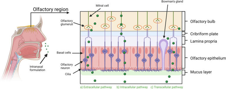 研究人员开发出新型胰岛素给药方法 舌下口服滴剂可取代注射剂